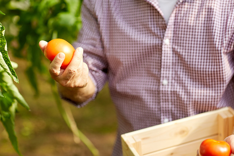 Agricultor de Tomate Arrate sujetando un tomate.